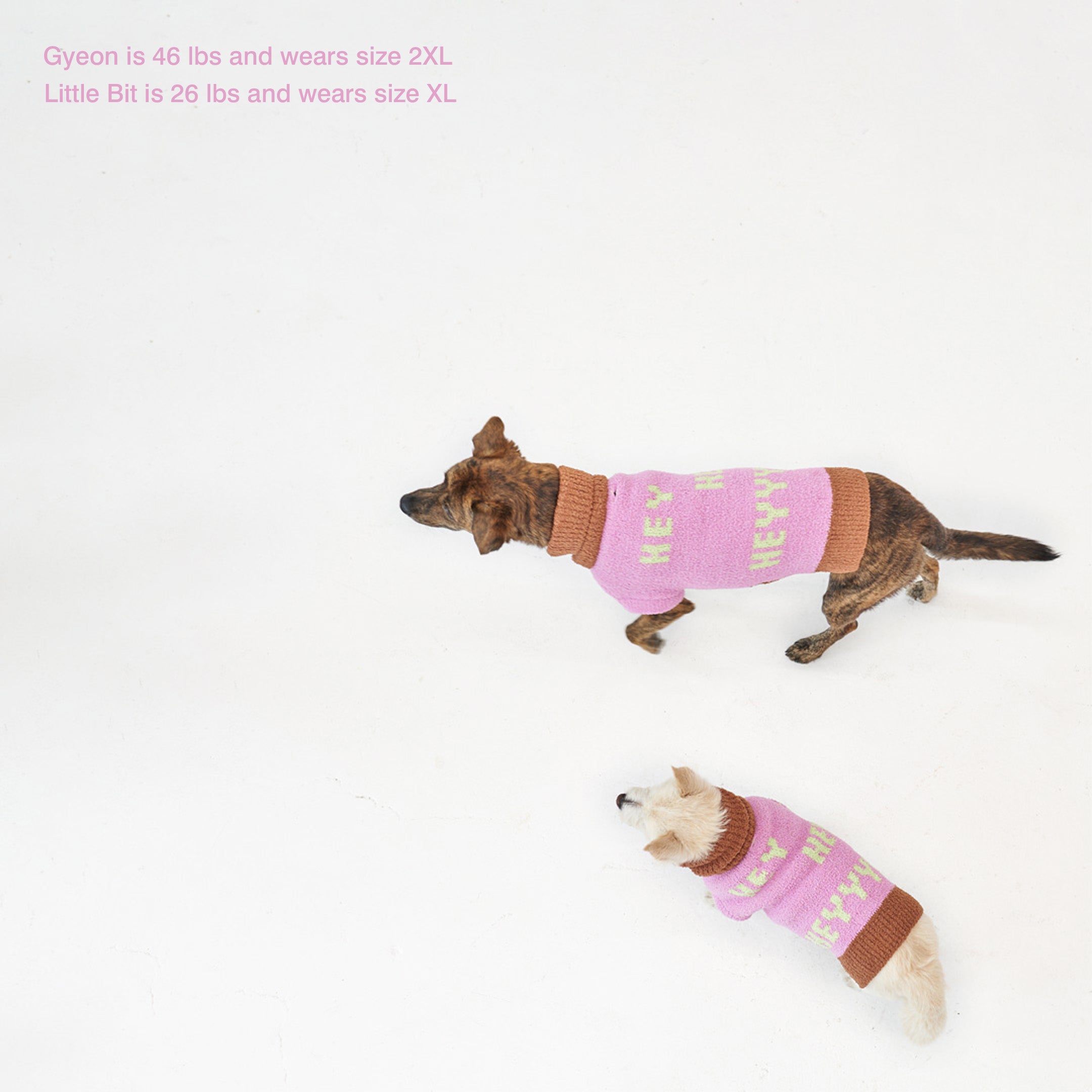 dogs Gyeon, 46Lbs, and Little Bit, 26 Lbs, in "The Furryfolks" Hey sweaters, size 2XL and XL, on a white surface.