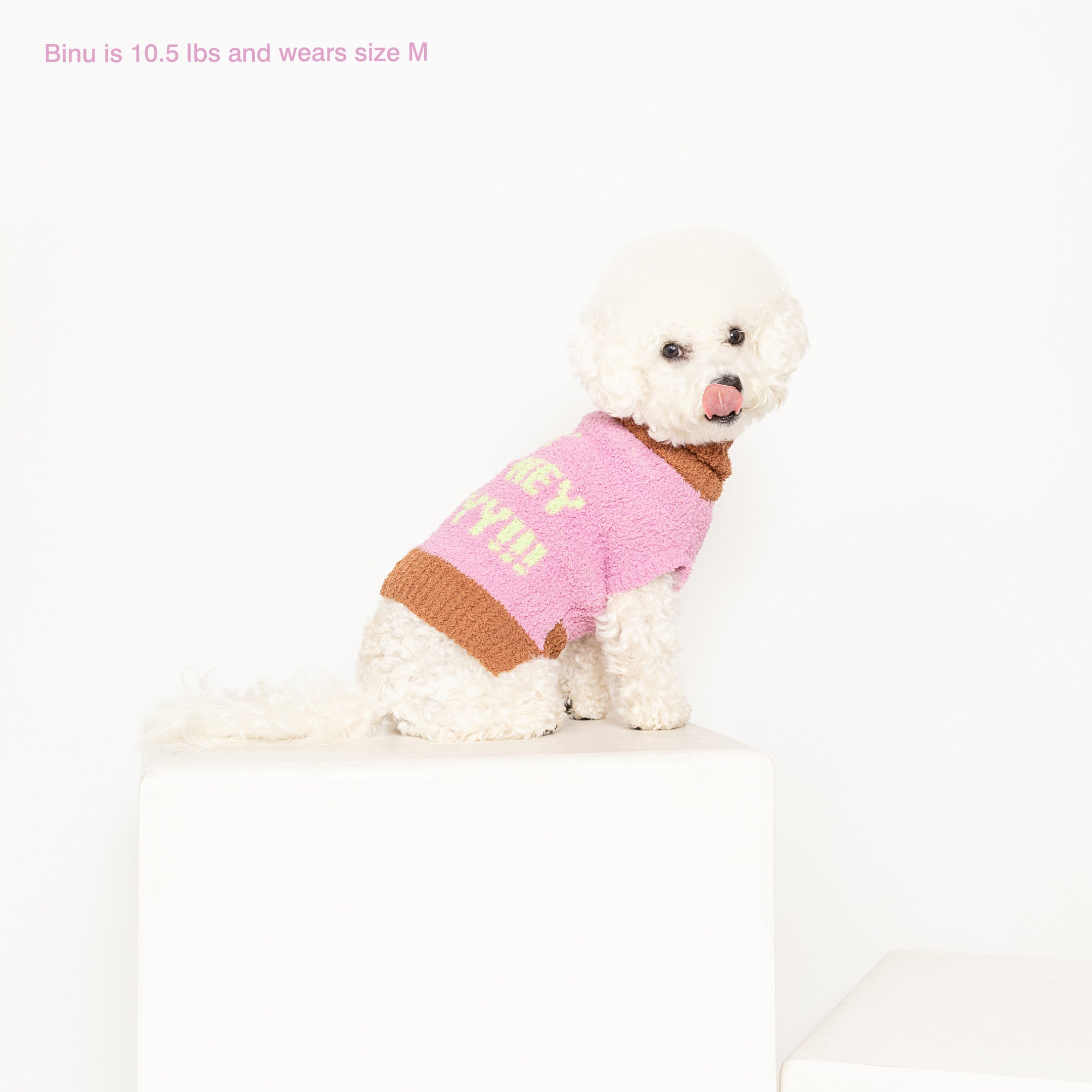 White Bichon Frise named Binu, 10.5 lbs, in a medium "The Furryfolks" Hey sweater, seated on a cube.